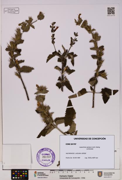 Lepechinia salviae [Espécimen: UDEC:CONC:0201707]