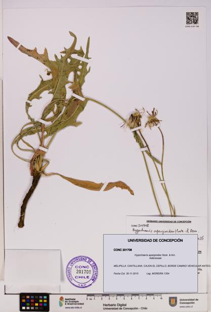 Hypochaeris apargioides [Espécimen: UDEC:CONC:0201708]
