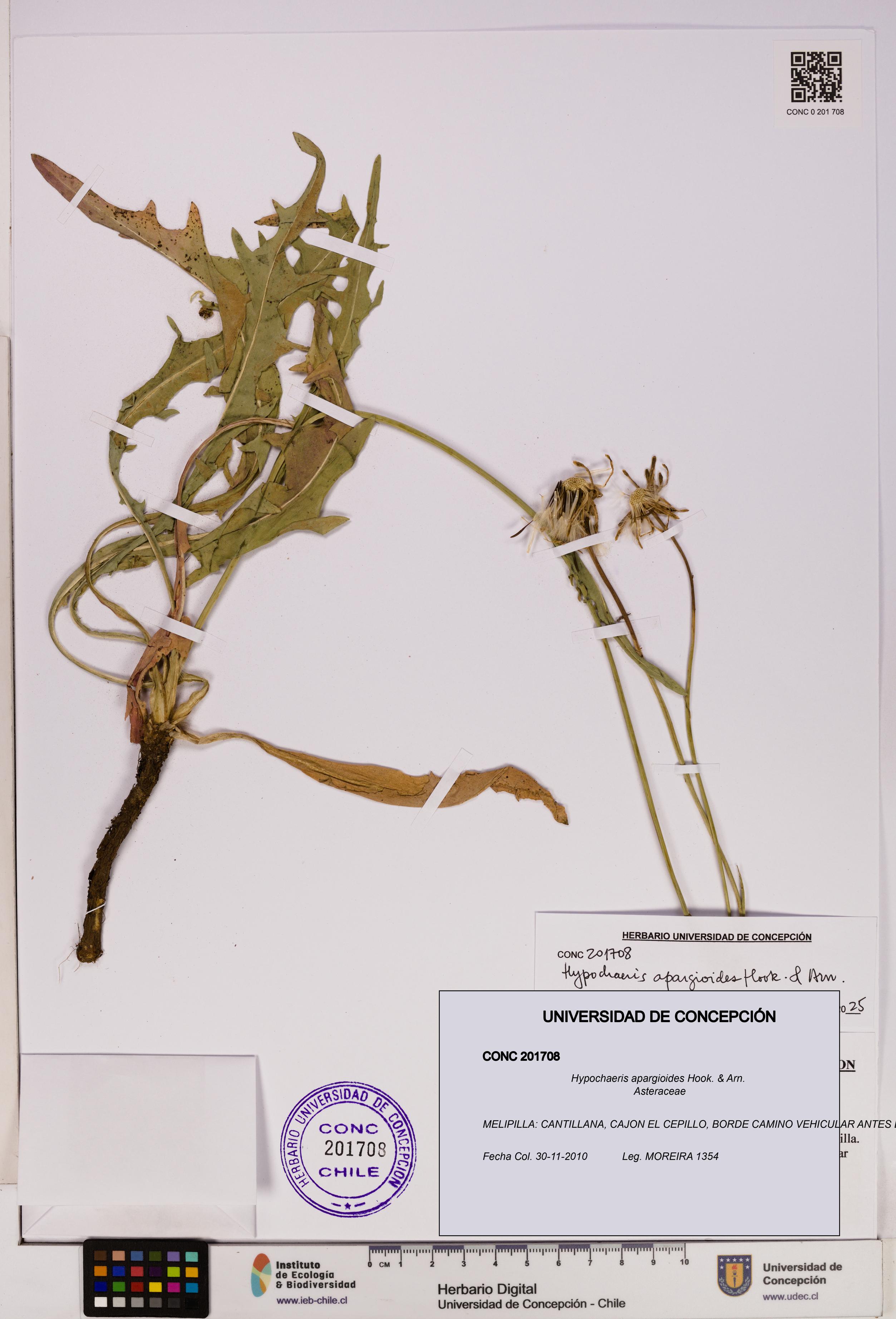 Hypochaeris apargioides [Espécimen: UDEC:CONC:0201708]