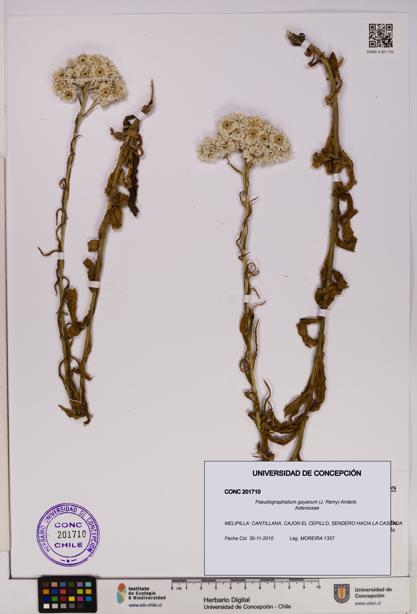 Pseudognaphalium gayanum [Espécimen: UDEC:CONC:0201710]