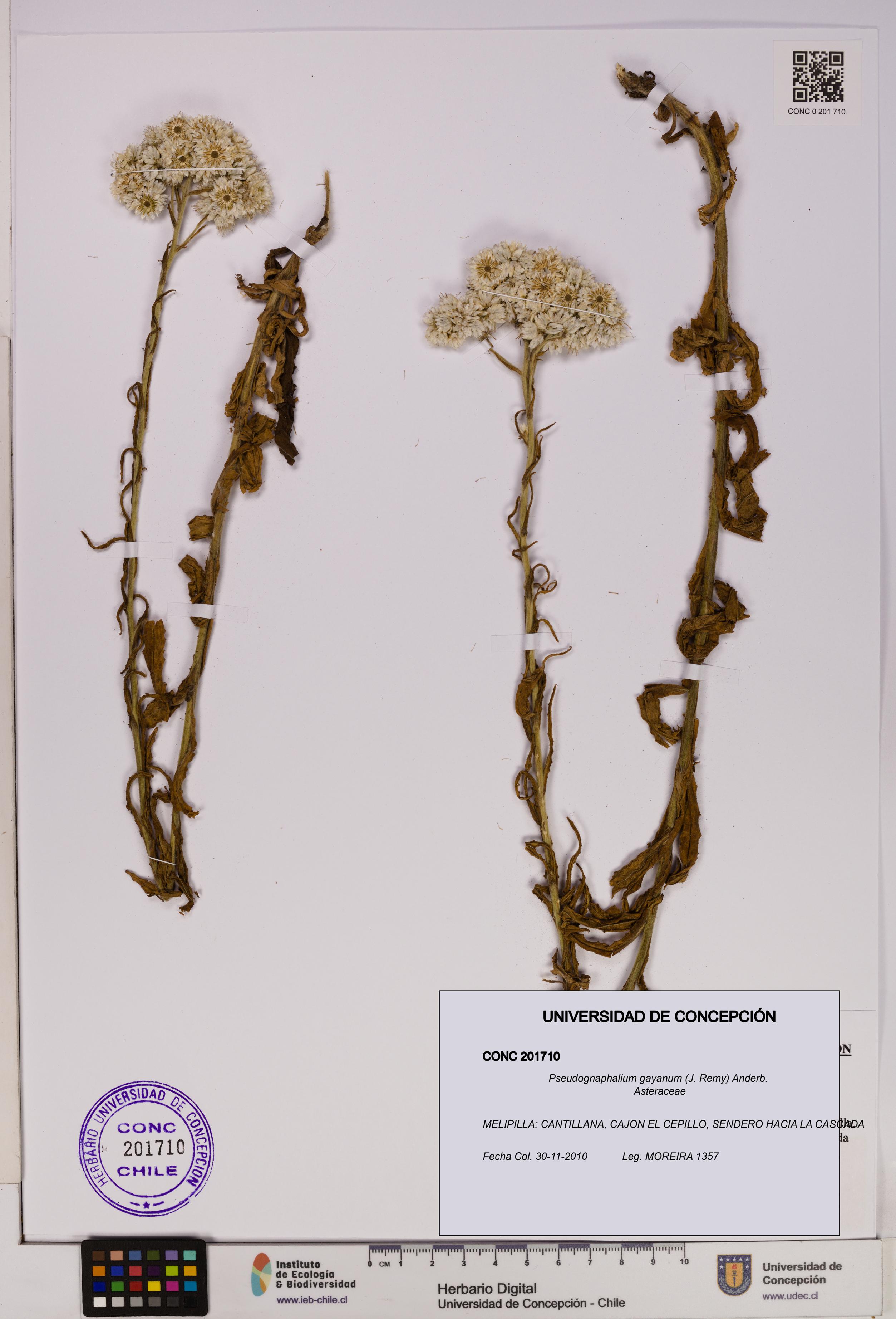Pseudognaphalium gayanum [Espécimen: UDEC:CONC:0201710]