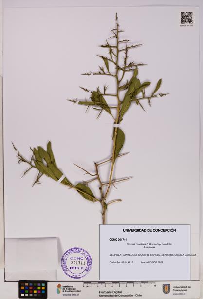 Proustia cuneifolia subsp. cuneifolia [Espécimen: UDEC:CONC:0201711]