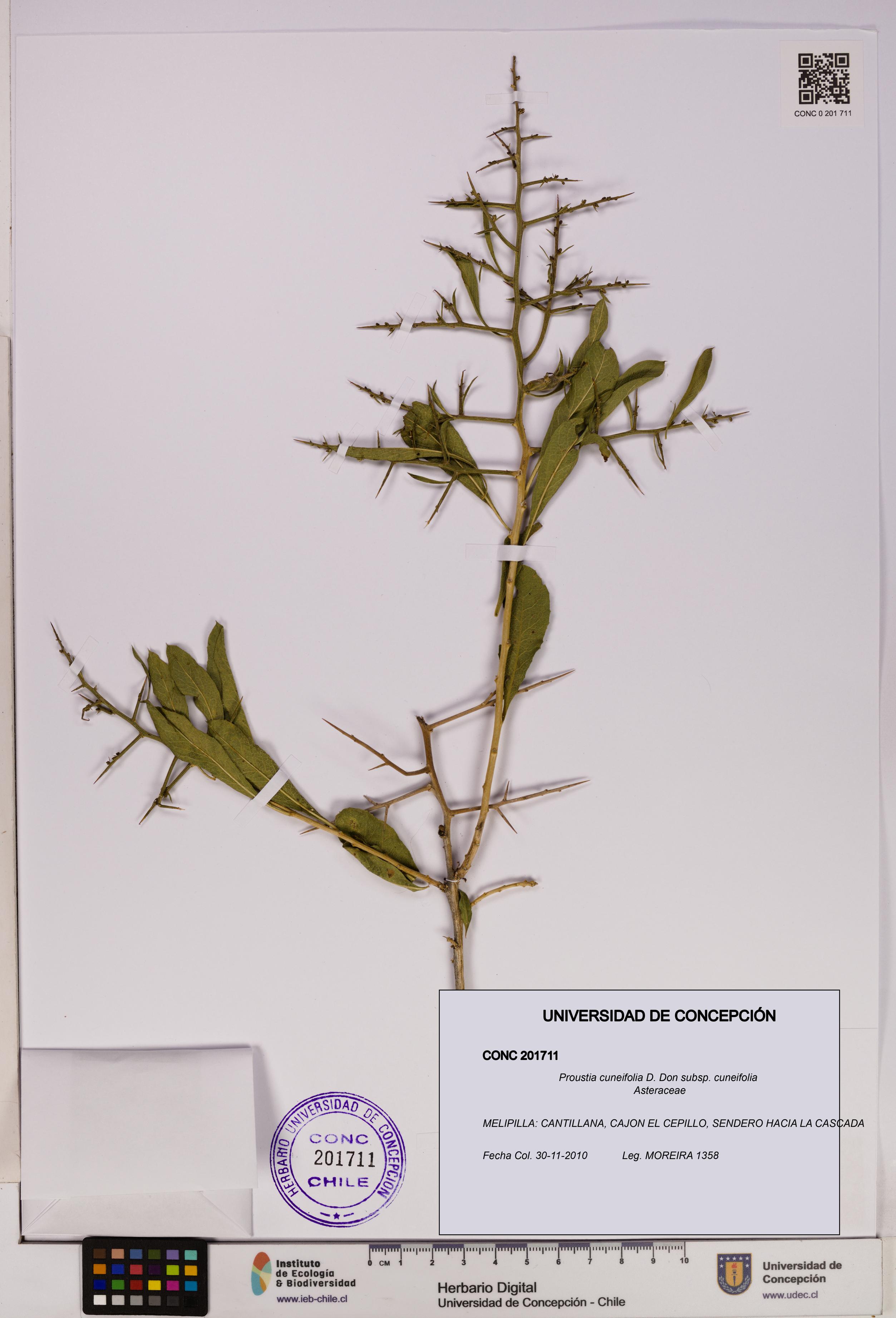 Proustia cuneifolia subsp. cuneifolia [Espécimen: UDEC:CONC:0201711]