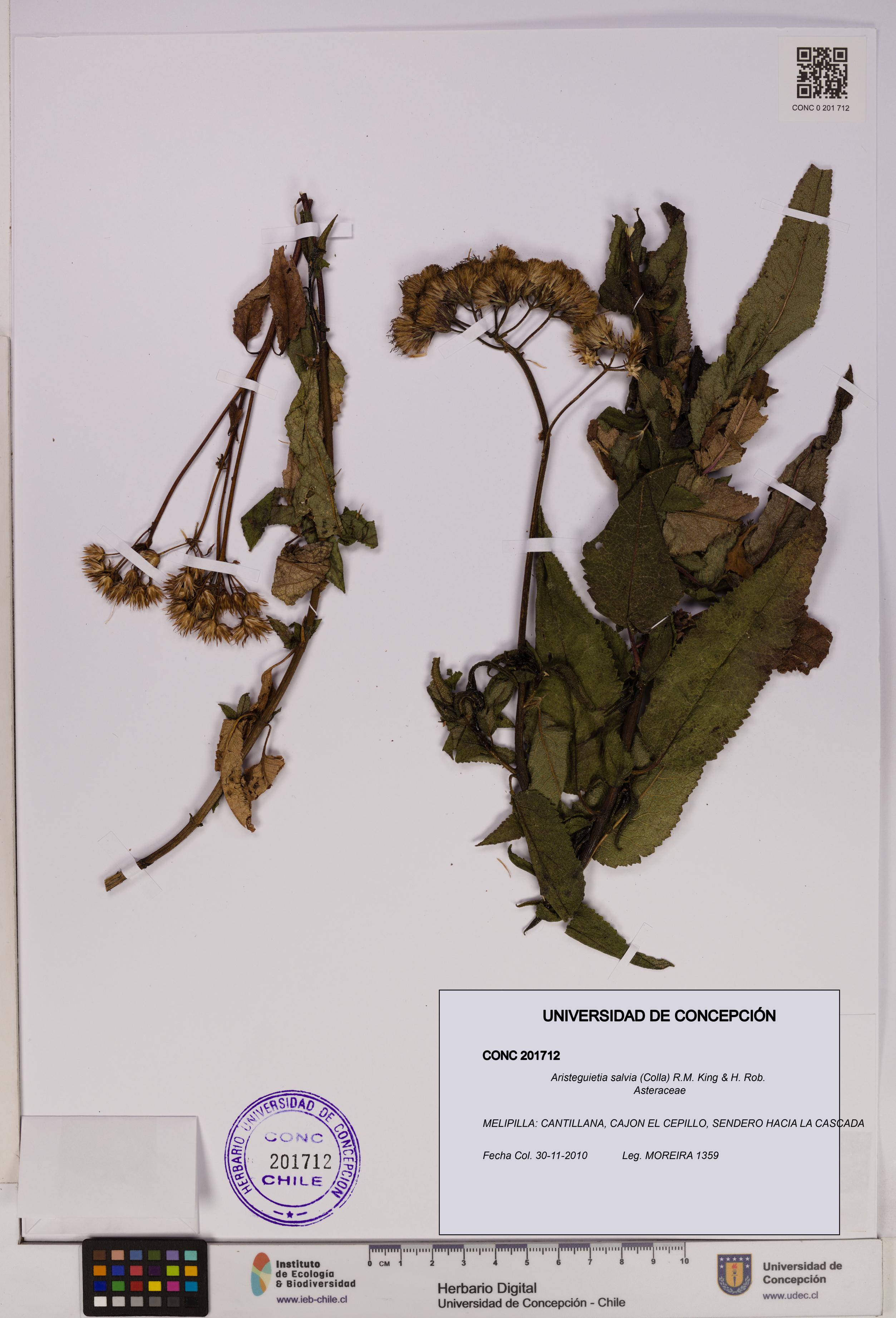 Aristeguietia salvia [Espécimen: UDEC:CONC:0201712]