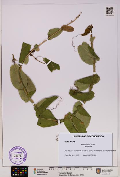 Mutisia latifolia [Espécimen: UDEC:CONC:0201713]