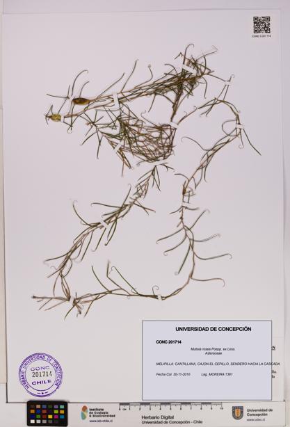 Mutisia rosea [Espécimen: UDEC:CONC:0201714]