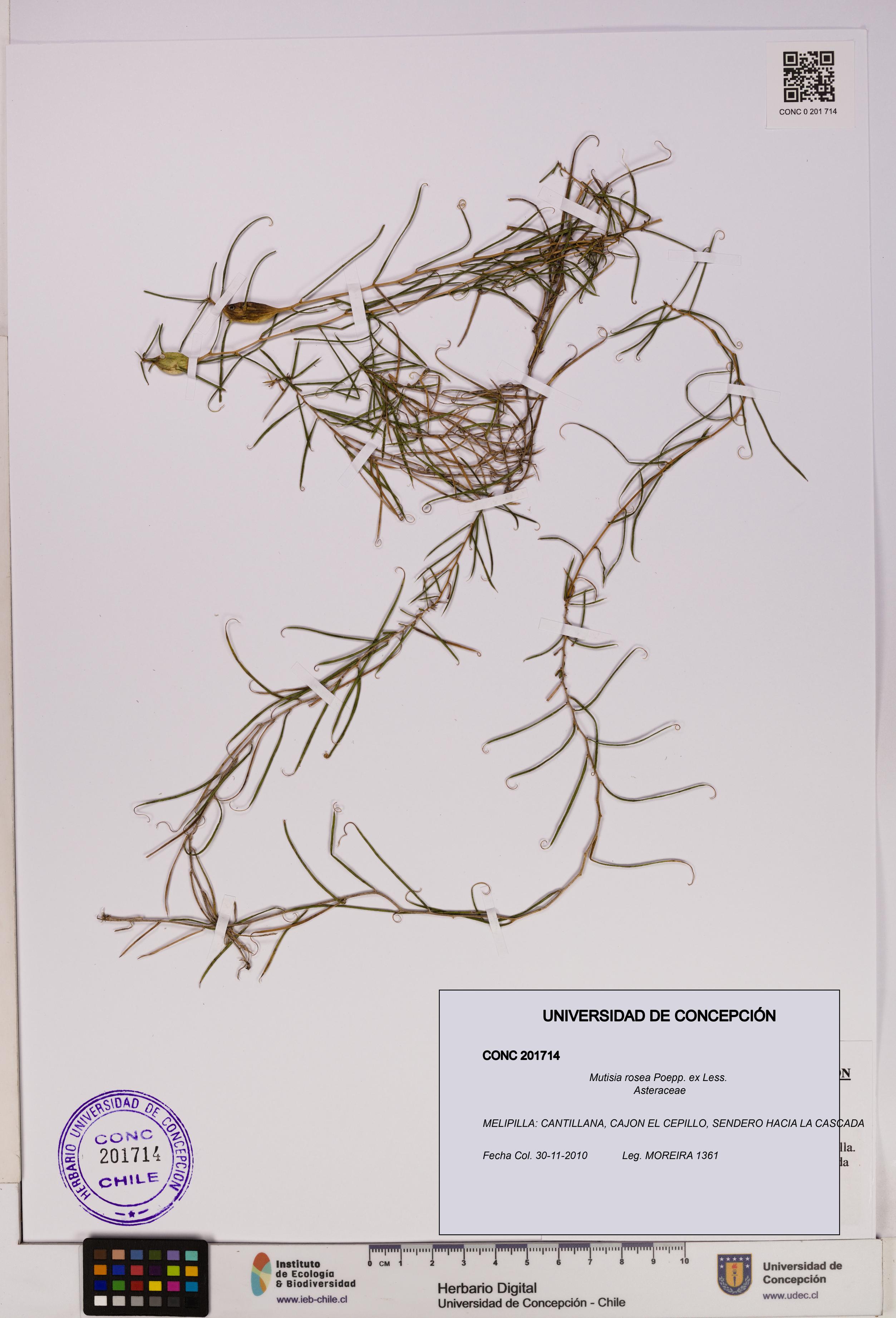 Mutisia rosea [Espécimen: UDEC:CONC:0201714]