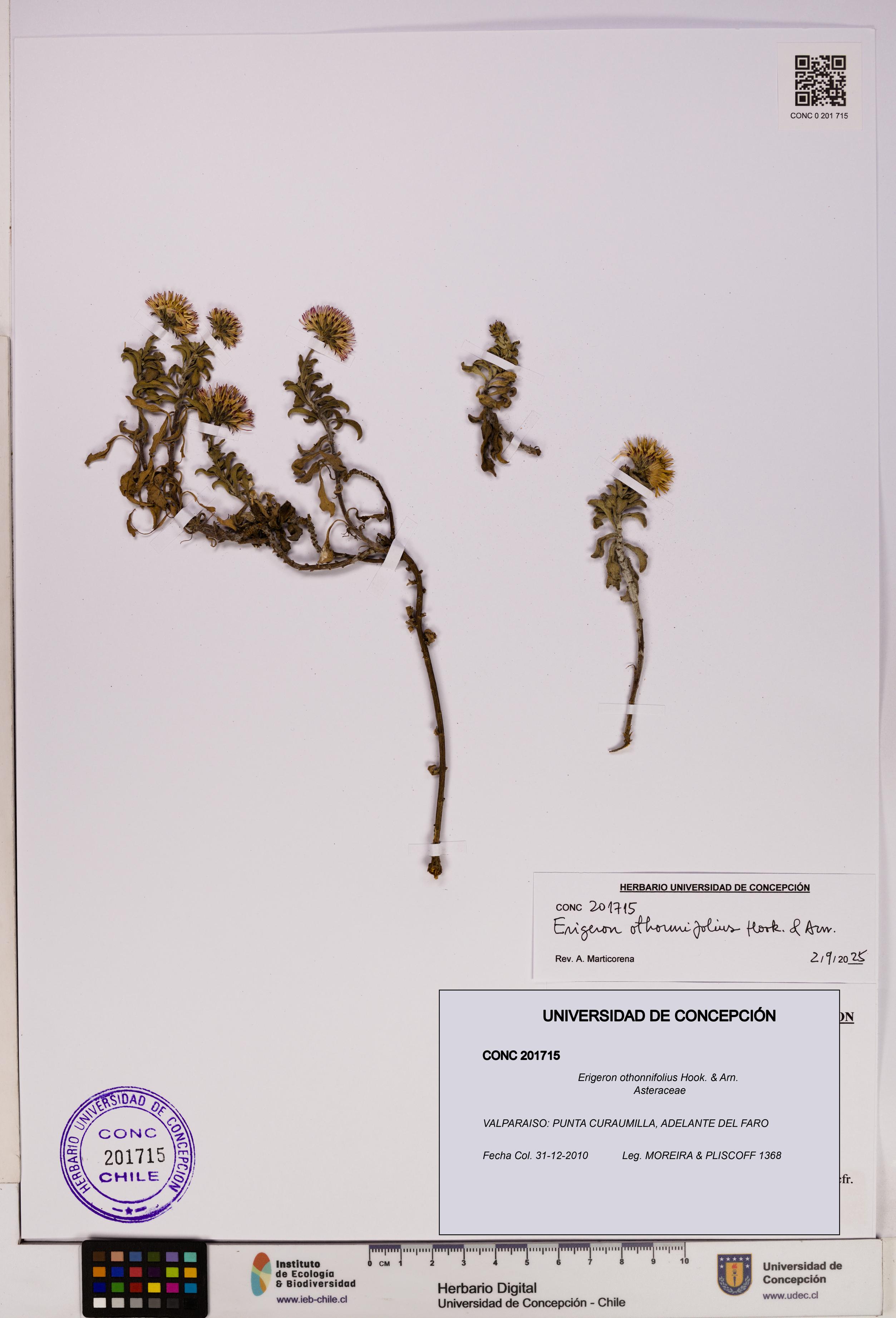 Erigeron othonnifolius [Espécimen: UDEC:CONC:0201715]
