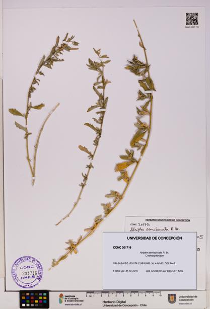 Atriplex semibaccata [Espécimen: UDEC:CONC:0201716]