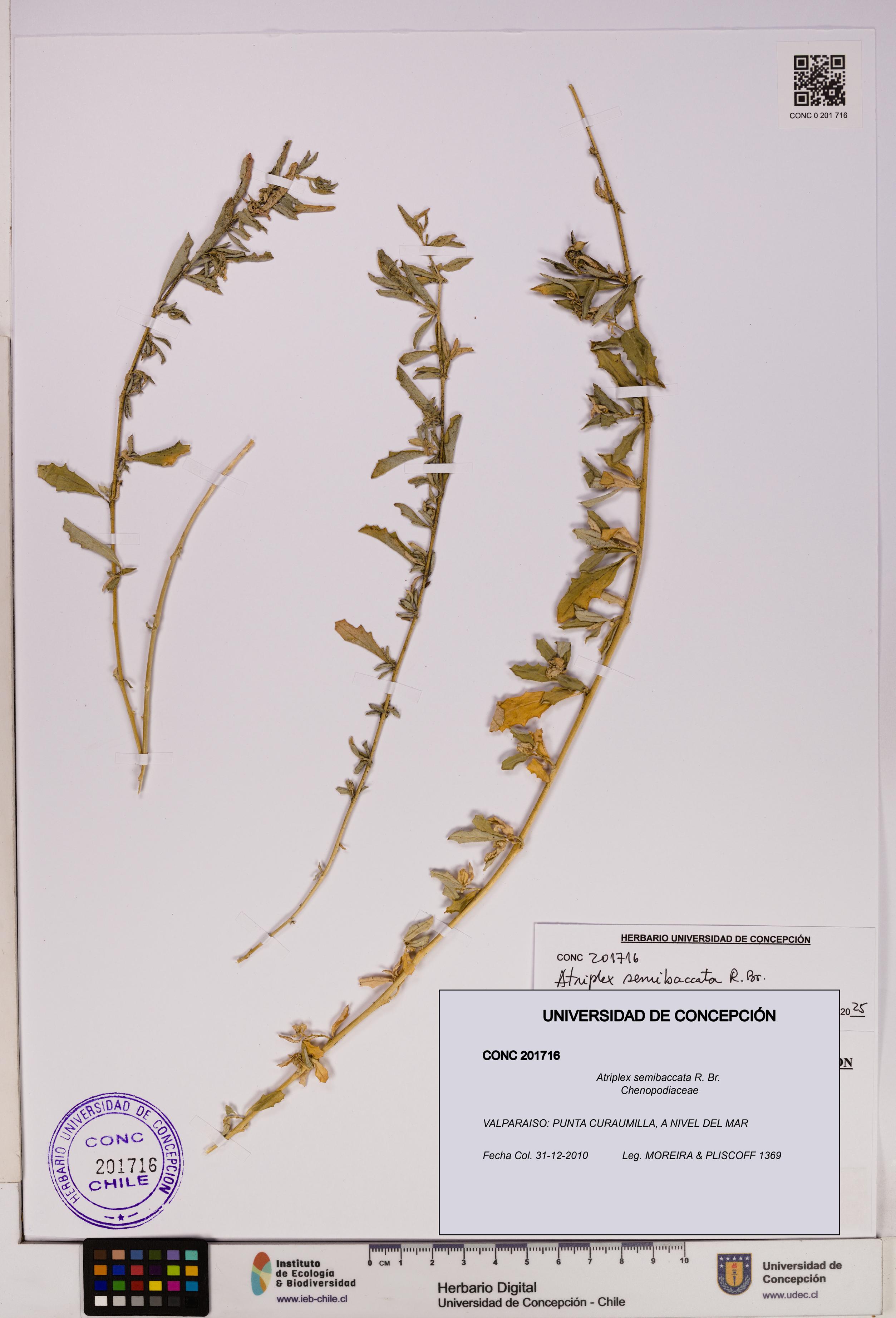 Atriplex semibaccata [Espécimen: UDEC:CONC:0201716]