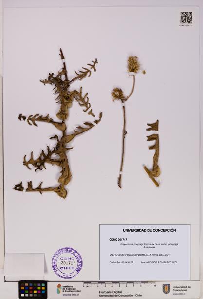 Polyachyrus poeppigii [Espécimen: UDEC:CONC:0201717]