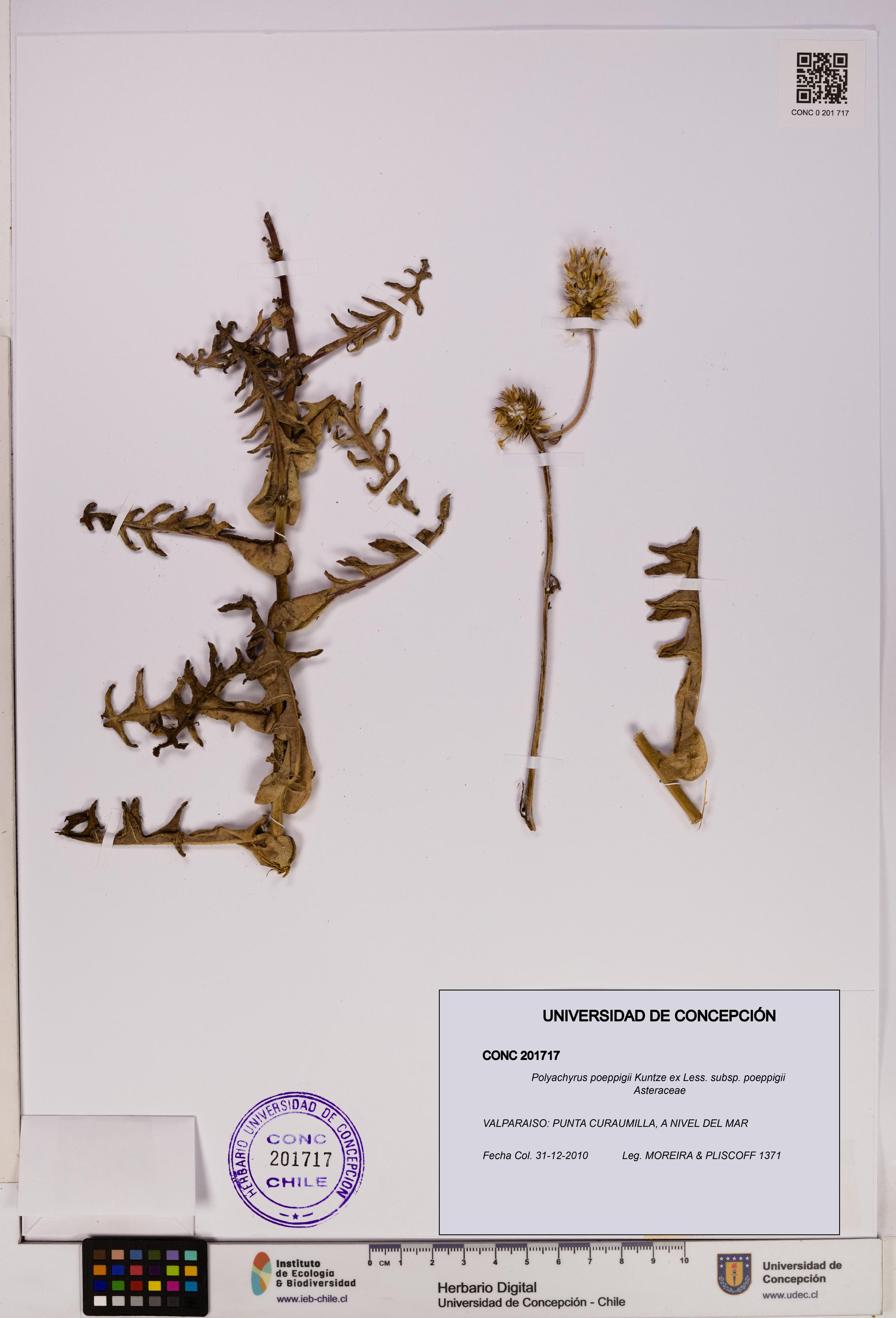 Polyachyrus poeppigii [Espécimen: UDEC:CONC:0201717]