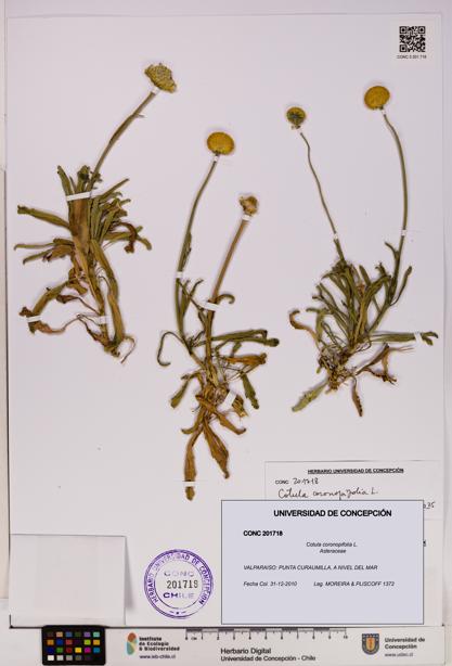 Cotula coronopifolia [Espécimen: UDEC:CONC:0201718]