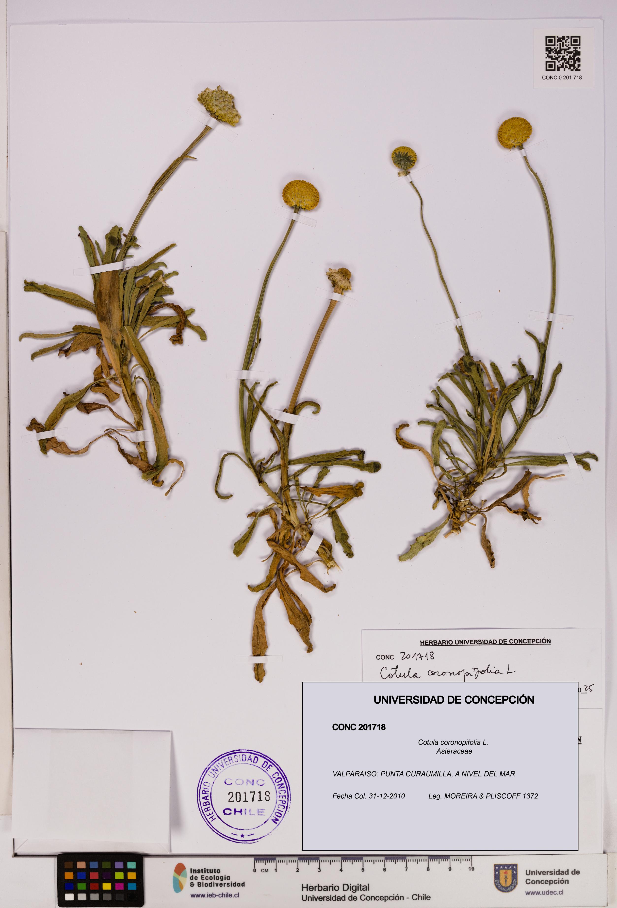 Cotula coronopifolia [Espécimen: UDEC:CONC:0201718]