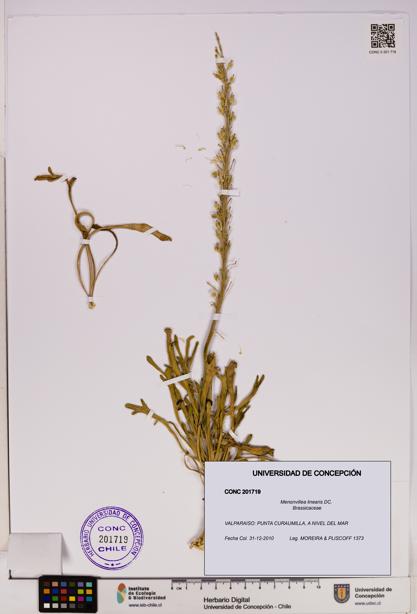 Menonvillea linearis [Espécimen: UDEC:CONC:0201719]