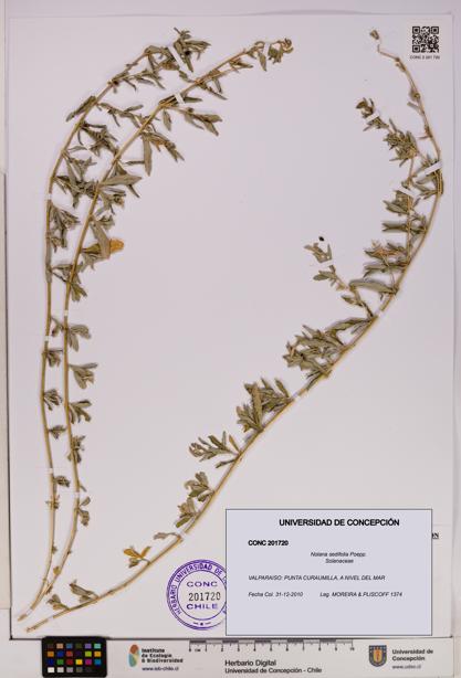 Nolana sedifolia [Espécimen: UDEC:CONC:0201720]