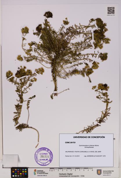 Quinchamalium chilense [Espécimen: UDEC:CONC:0201721]