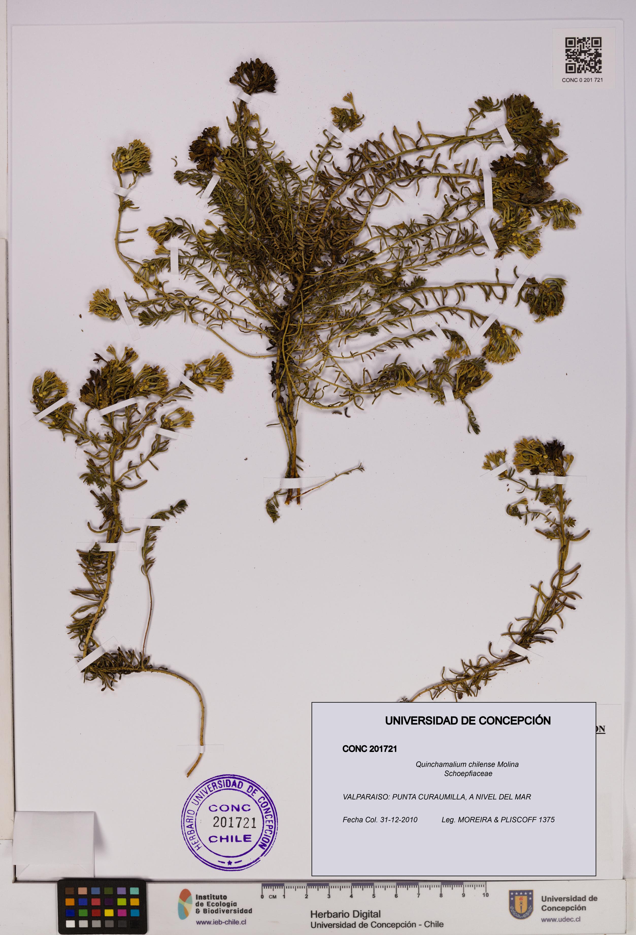 Quinchamalium chilense [Espécimen: UDEC:CONC:0201721]