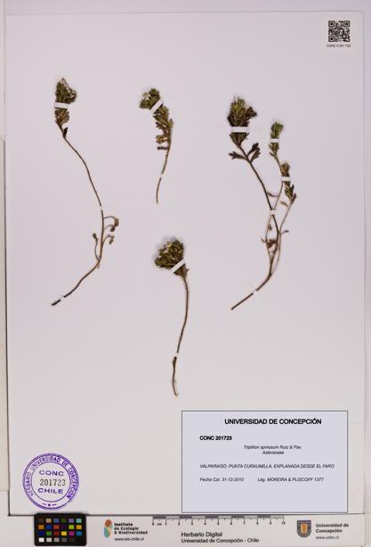 Triptilion spinosum [Espécimen: UDEC:CONC:0201723]