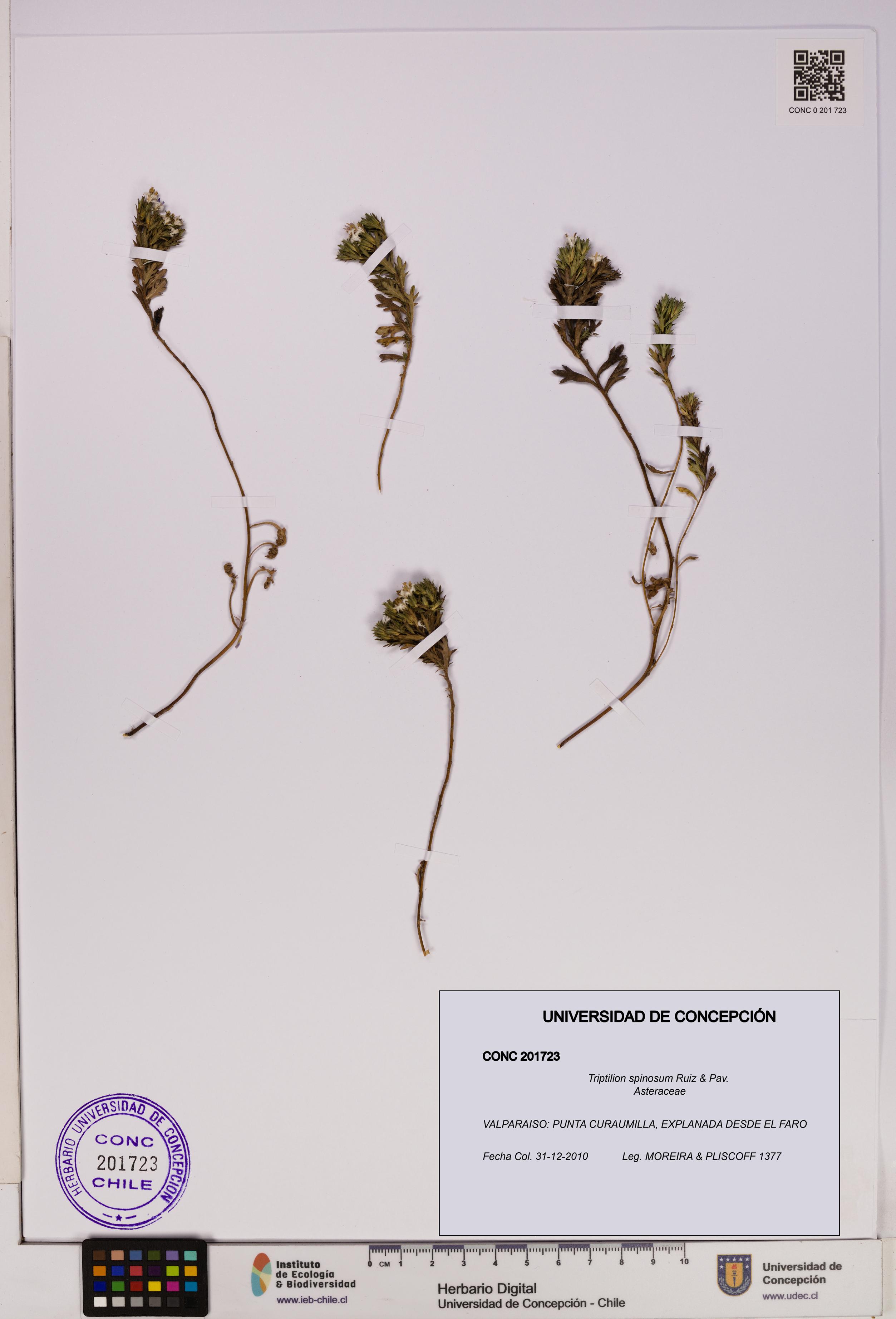 Triptilion spinosum [Espécimen: UDEC:CONC:0201723]