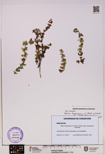 Galium hypocarpium subsp. hypocarpium [Espécimen: UDEC:CONC:0201724]
