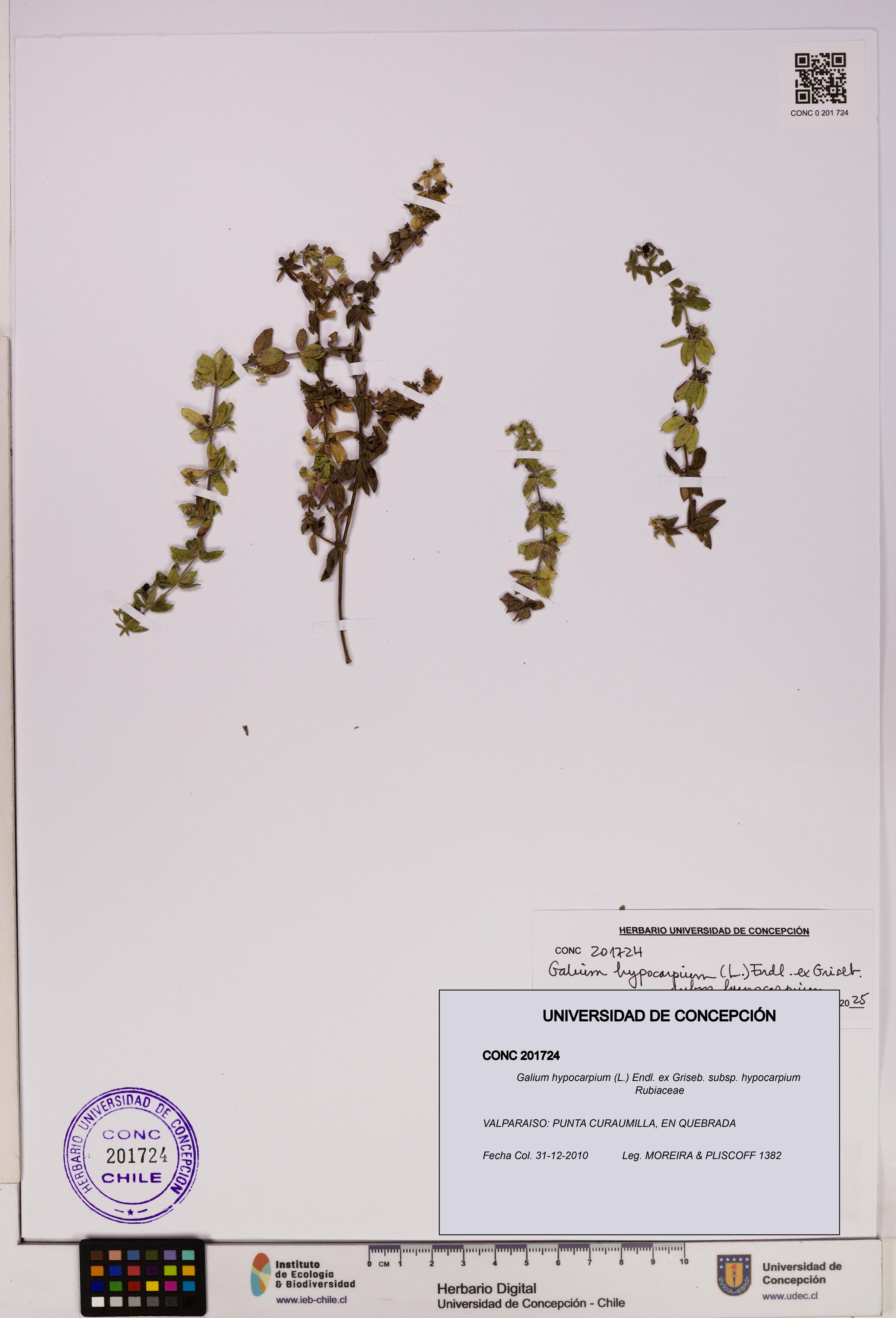 Galium hypocarpium subsp. hypocarpium [Espécimen: UDEC:CONC:0201724]