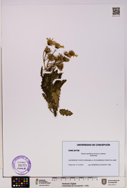 Senecio planiflorus [Espécimen: UDEC:CONC:0201725]