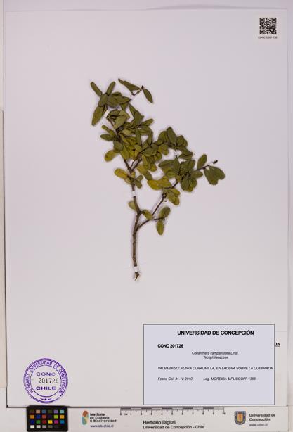 Conanthera campanulata [Espécimen: UDEC:CONC:0201726]