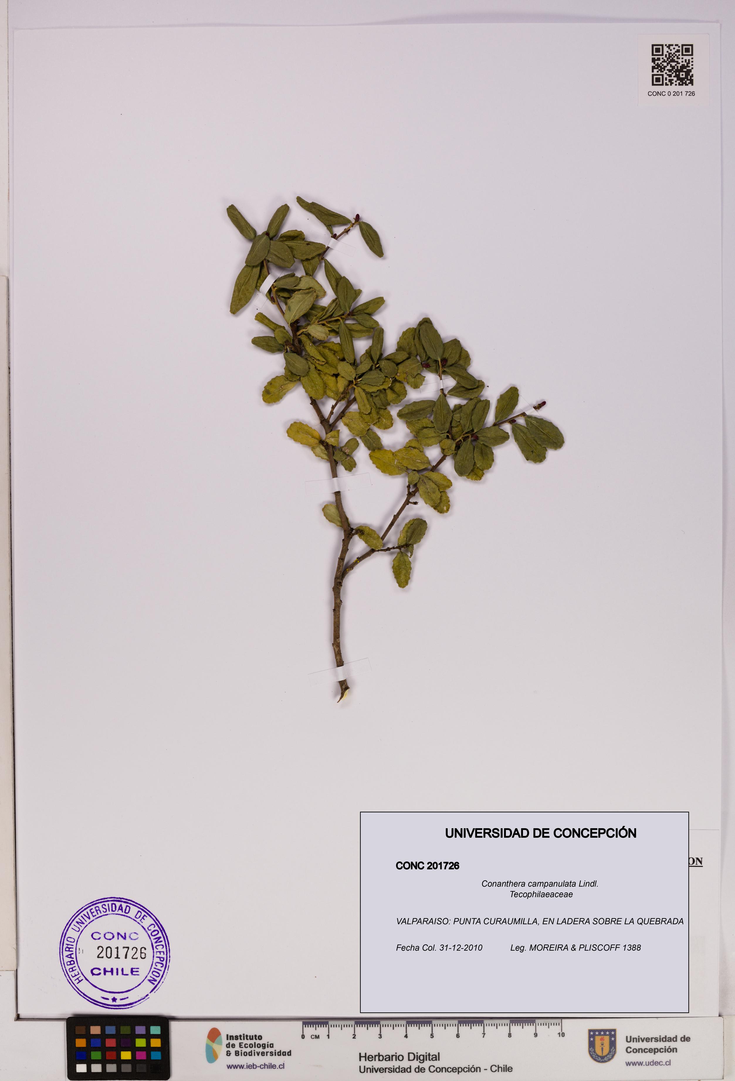 Conanthera campanulata [Espécimen: UDEC:CONC:0201726]