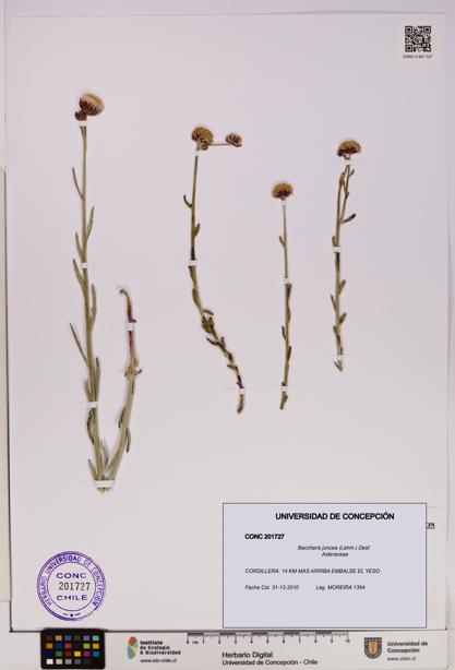 Baccharis juncea [Espécimen: UDEC:CONC:0201727]