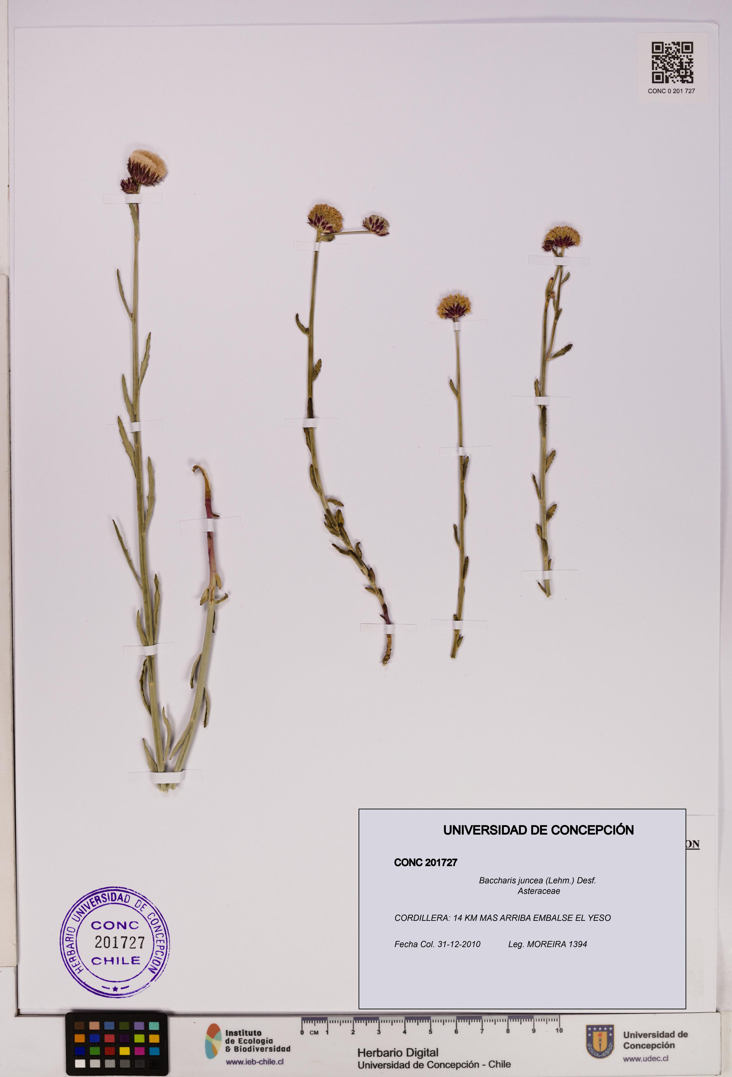 Baccharis juncea [Espécimen: UDEC:CONC:0201727]