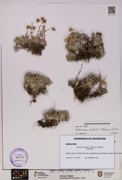 Antennaria chilensis [Espécimen: UDEC:CONC:0201728]