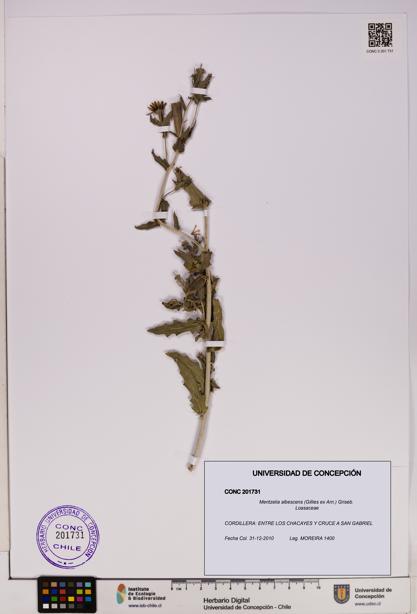 Mentzelia albescens [Espécimen: UDEC:CONC:0201731]
