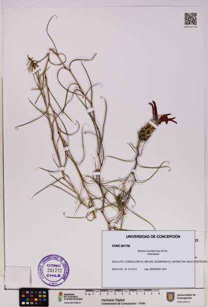 Mutisia subulata [Espécimen: UDEC:CONC:0201732]