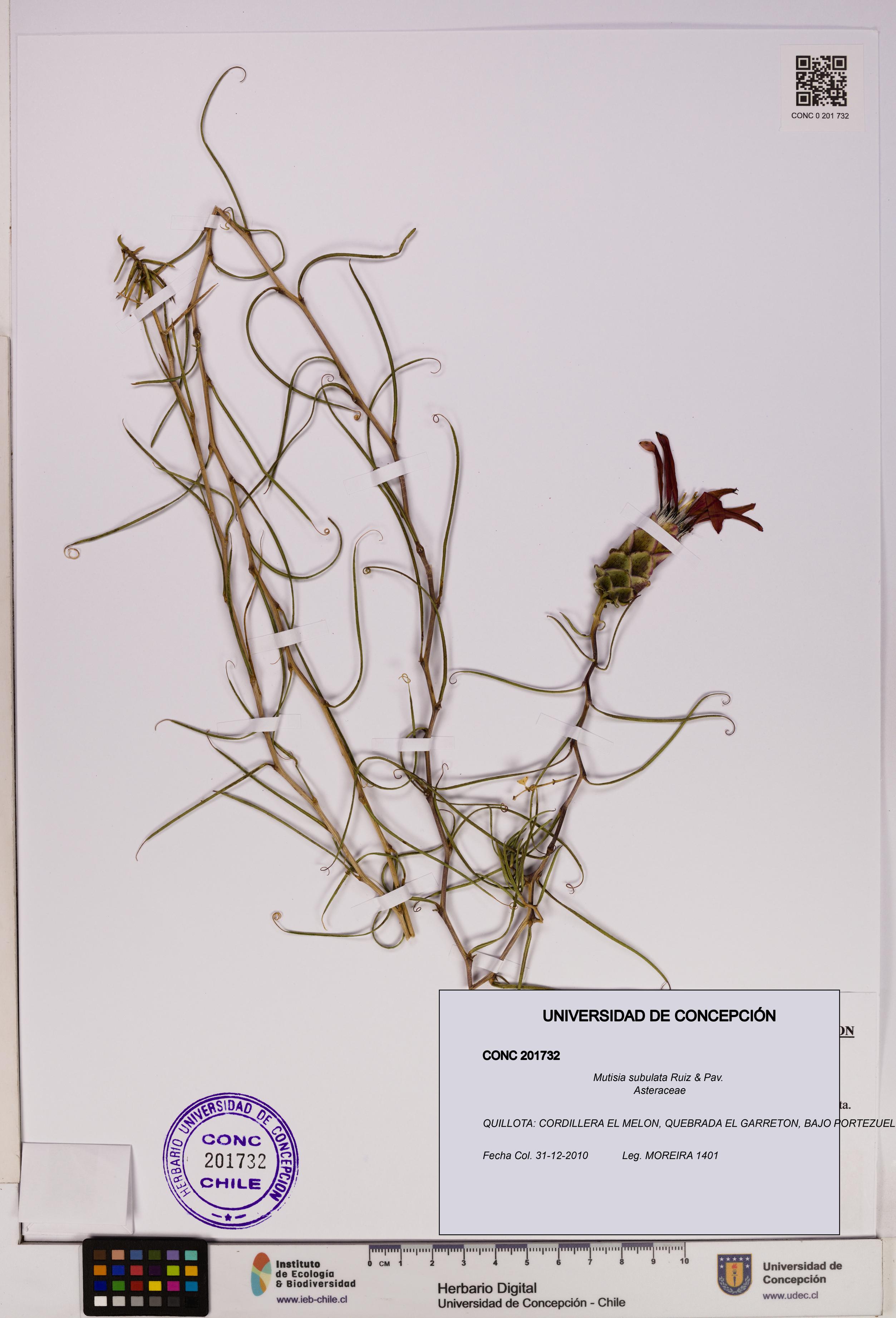 Mutisia subulata [Espécimen: UDEC:CONC:0201732]