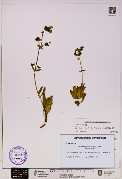 Calceolaria angustifolia [Espécimen: UDEC:CONC:0201733]