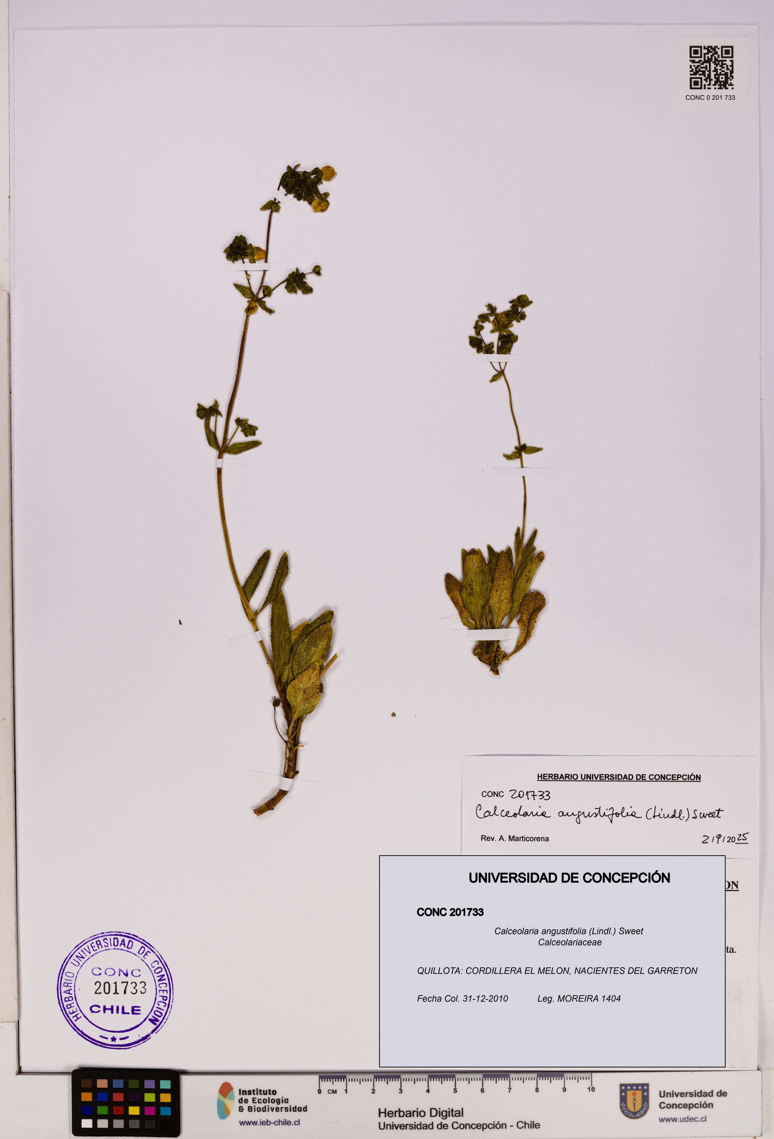 Calceolaria angustifolia [Espécimen: UDEC:CONC:0201733]