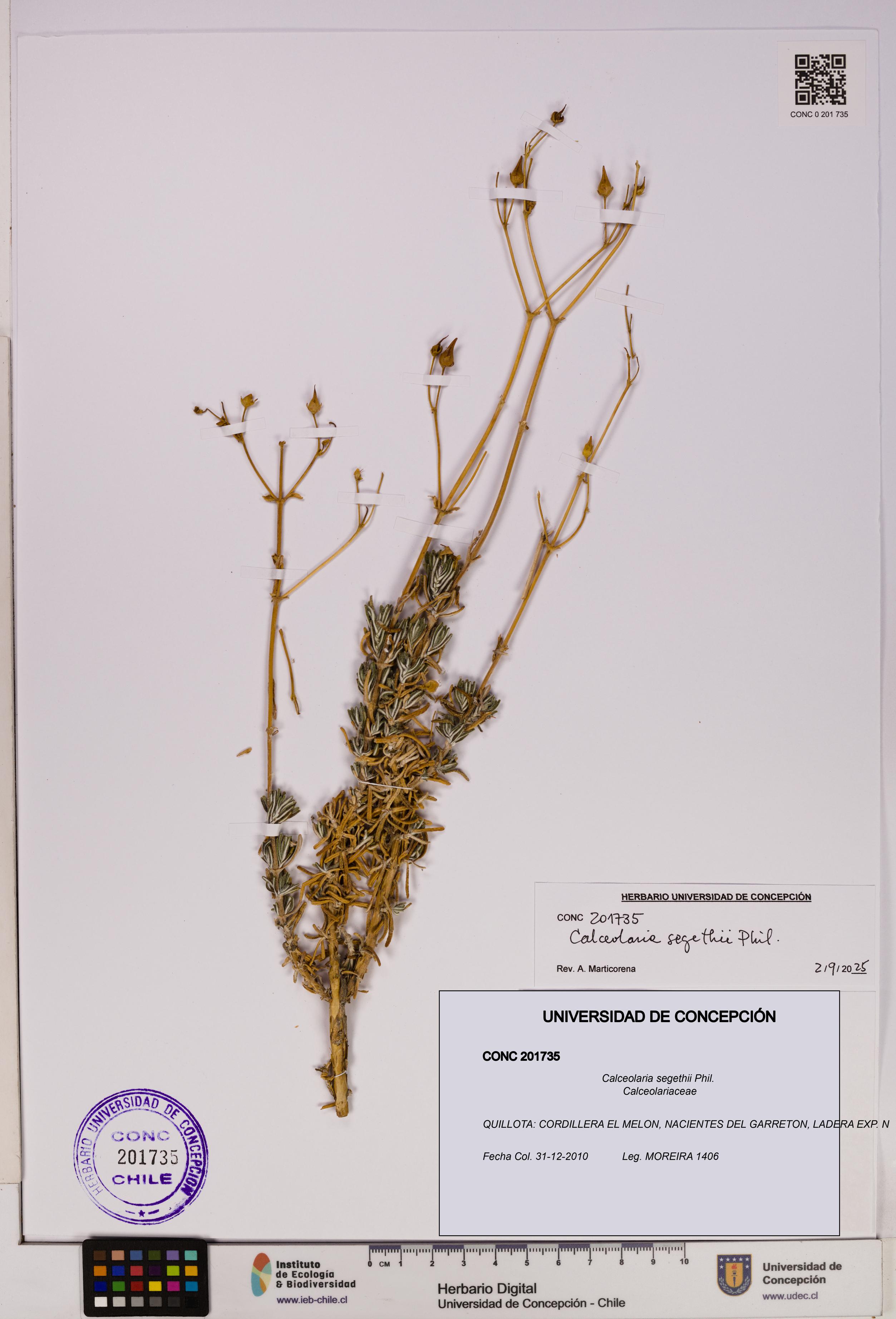 Calceolaria segethii [Espécimen: UDEC:CONC:0201735]