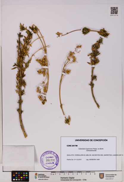 Calceolaria hypericina [Espécimen: UDEC:CONC:0201736]