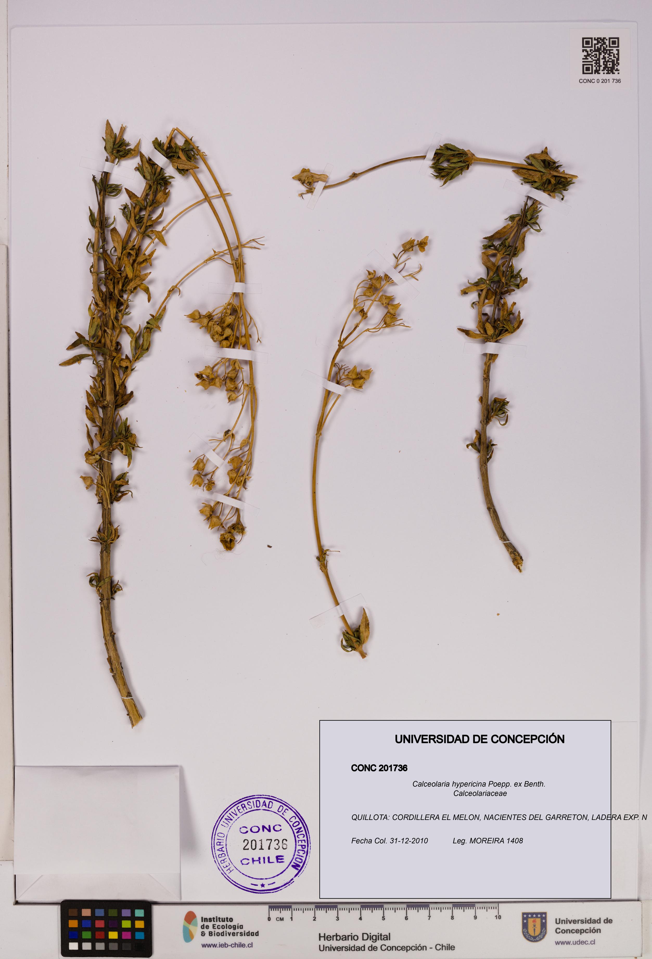 Calceolaria hypericina [Espécimen: UDEC:CONC:0201736]