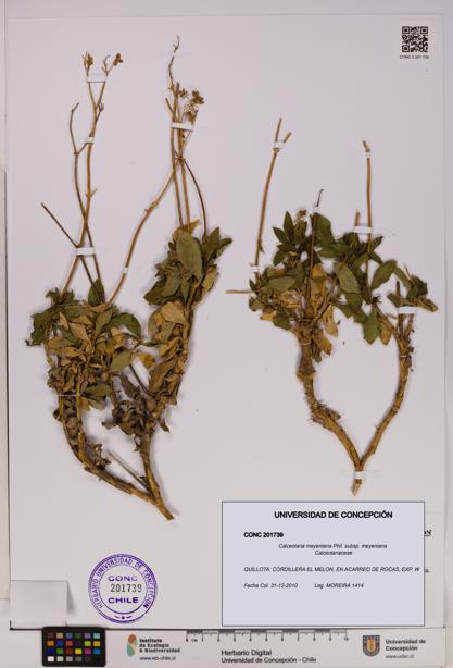 Calceolaria meyeniana subsp. meyeniana [Espécimen: UDEC:CONC:0201739]