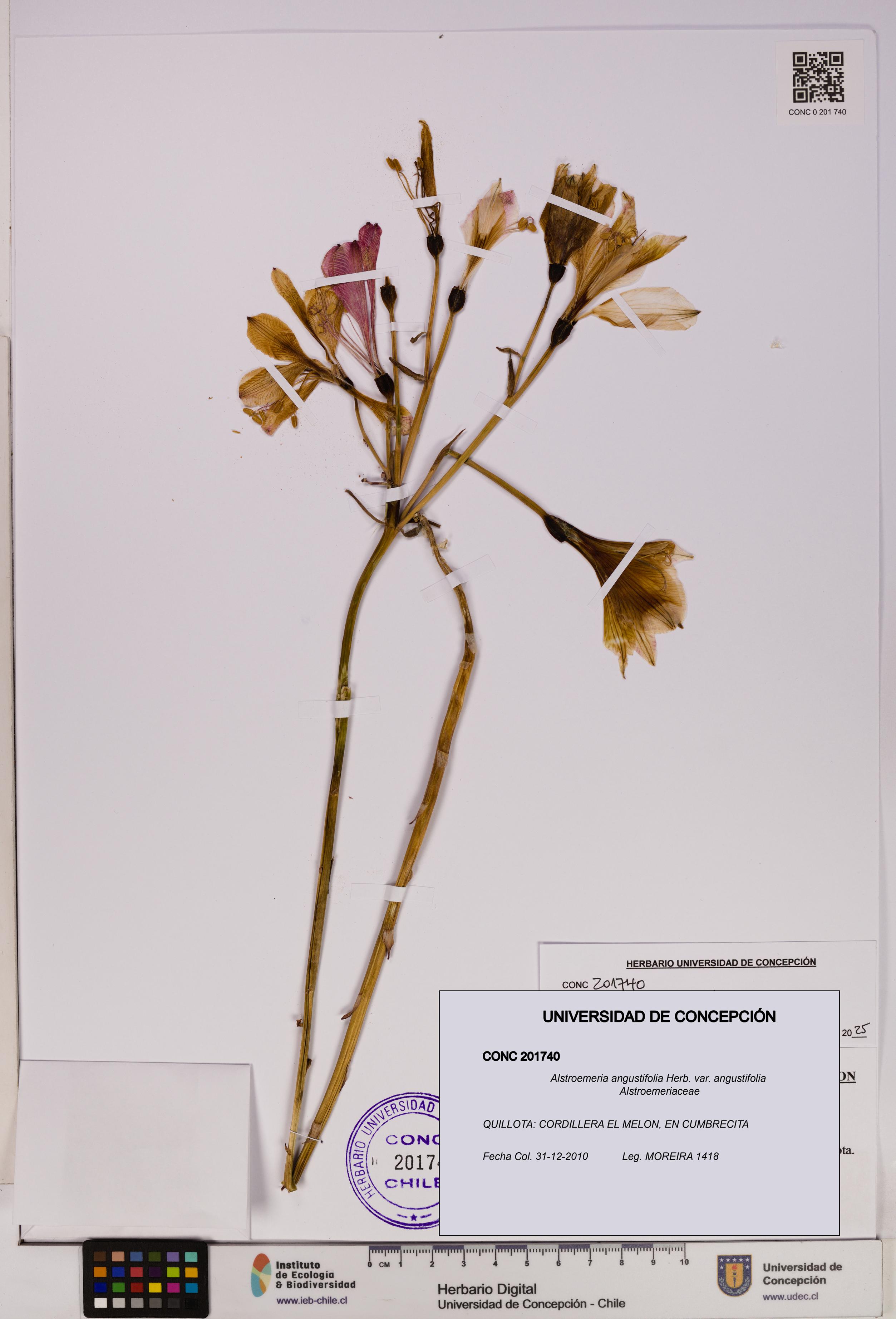 Alstroemeria angustifolia var. angustifolia [Espécimen: UDEC:CONC:0201740]