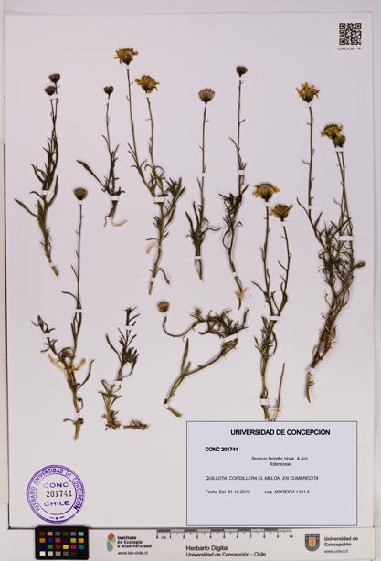 Senecio farinifer [Espécimen: UDEC:CONC:0201741]