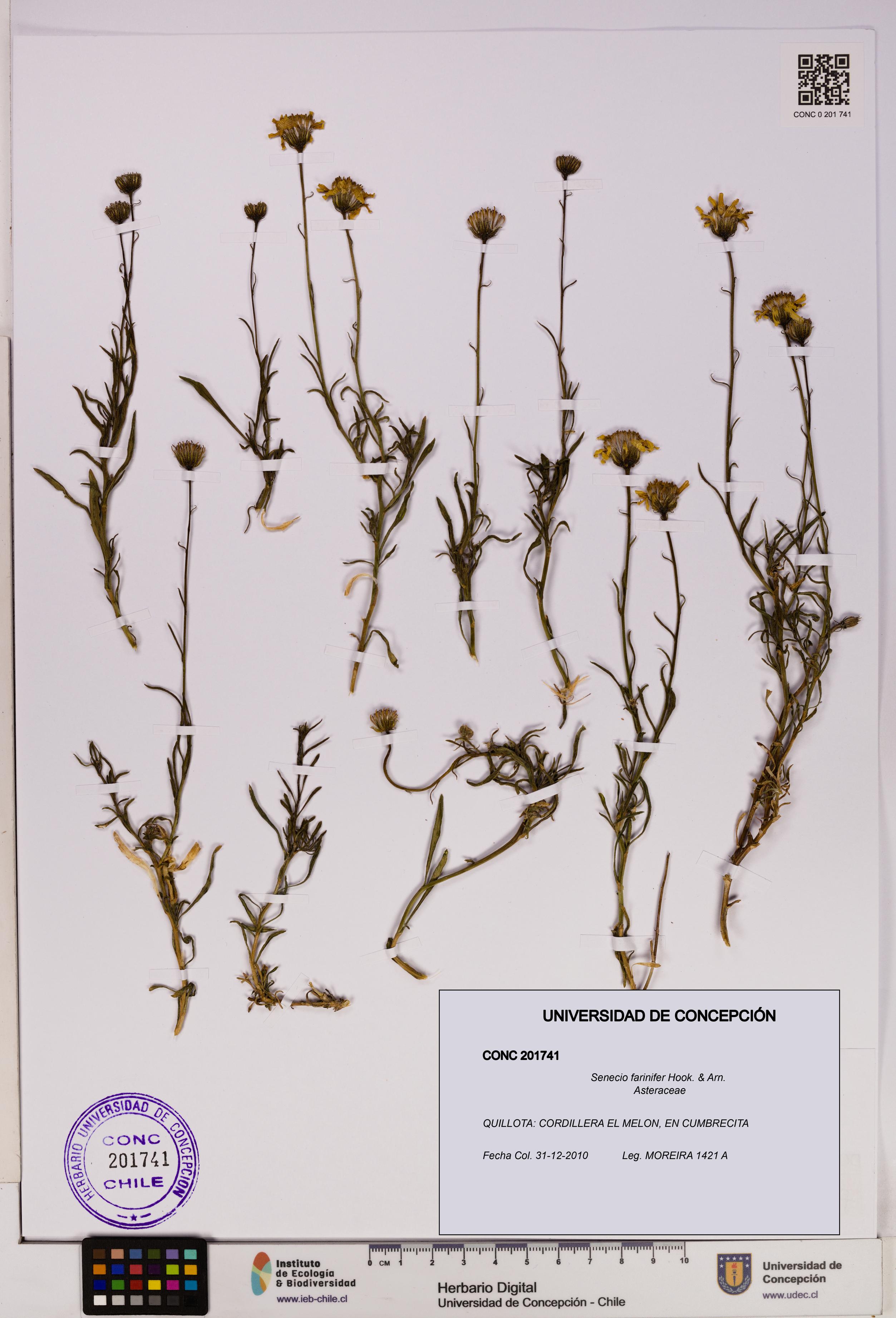 Senecio farinifer [Espécimen: UDEC:CONC:0201741]
