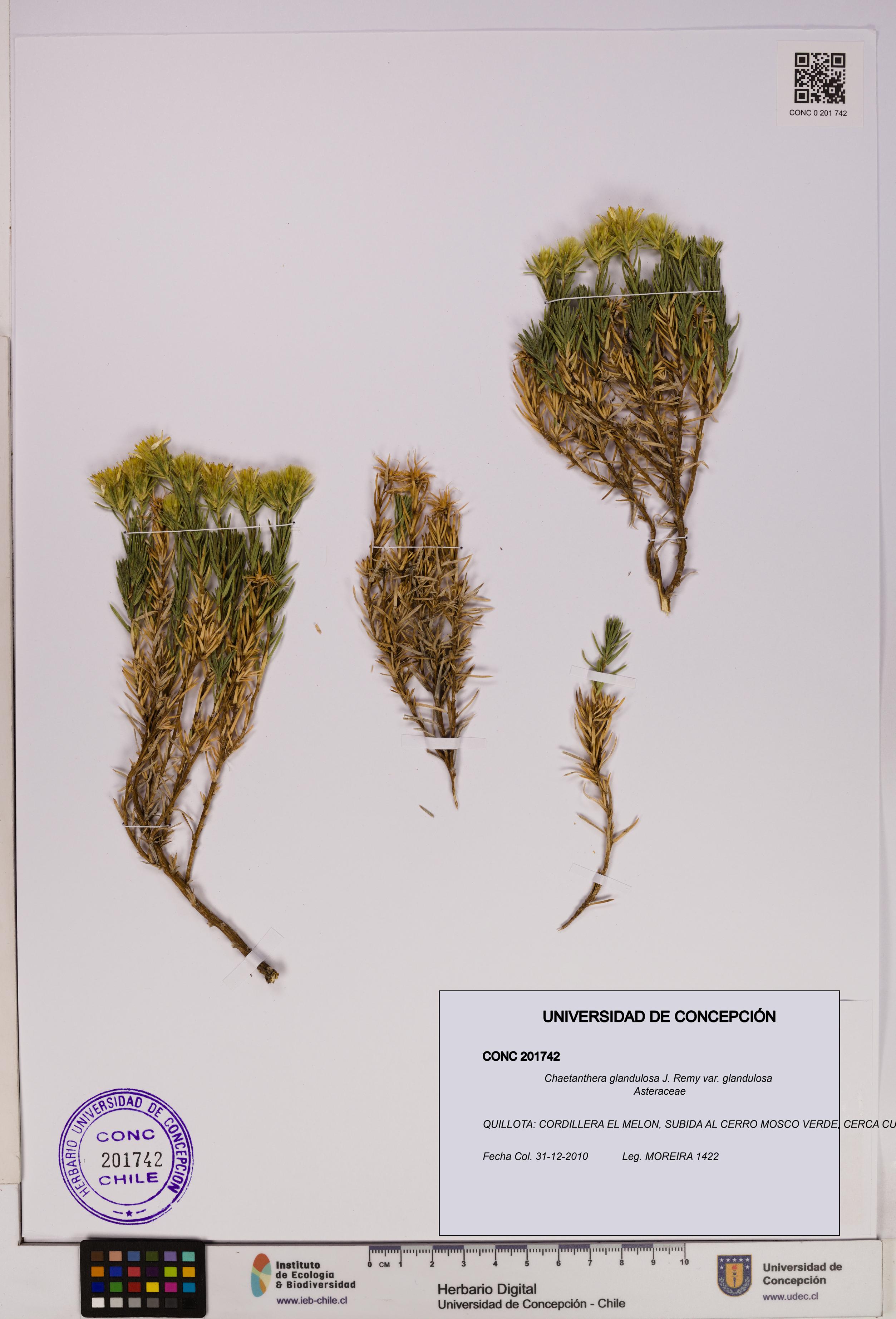 Chaetanthera glandulosa var. glandulosa [Espécimen: UDEC:CONC:0201742]