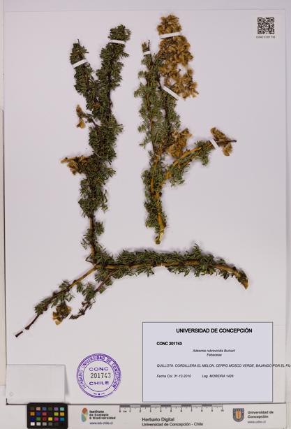 Adesmia rubroviridis [Espécimen: UDEC:CONC:0201743]