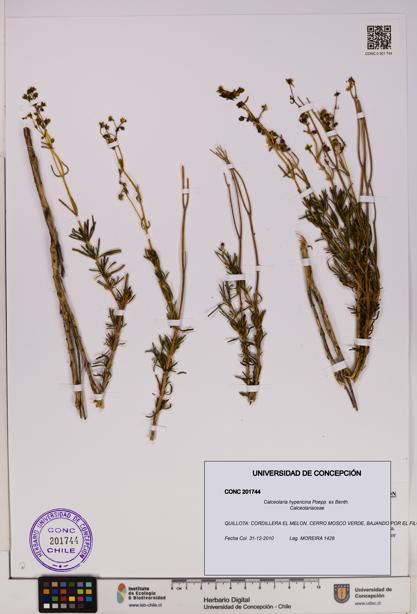 Calceolaria hypericina [Espécimen: UDEC:CONC:0201744]