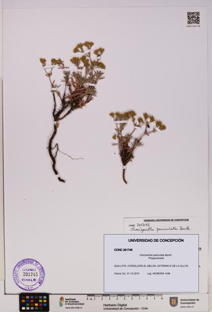 Chorizanthe paniculata [Espécimen: UDEC:CONC:0201745]