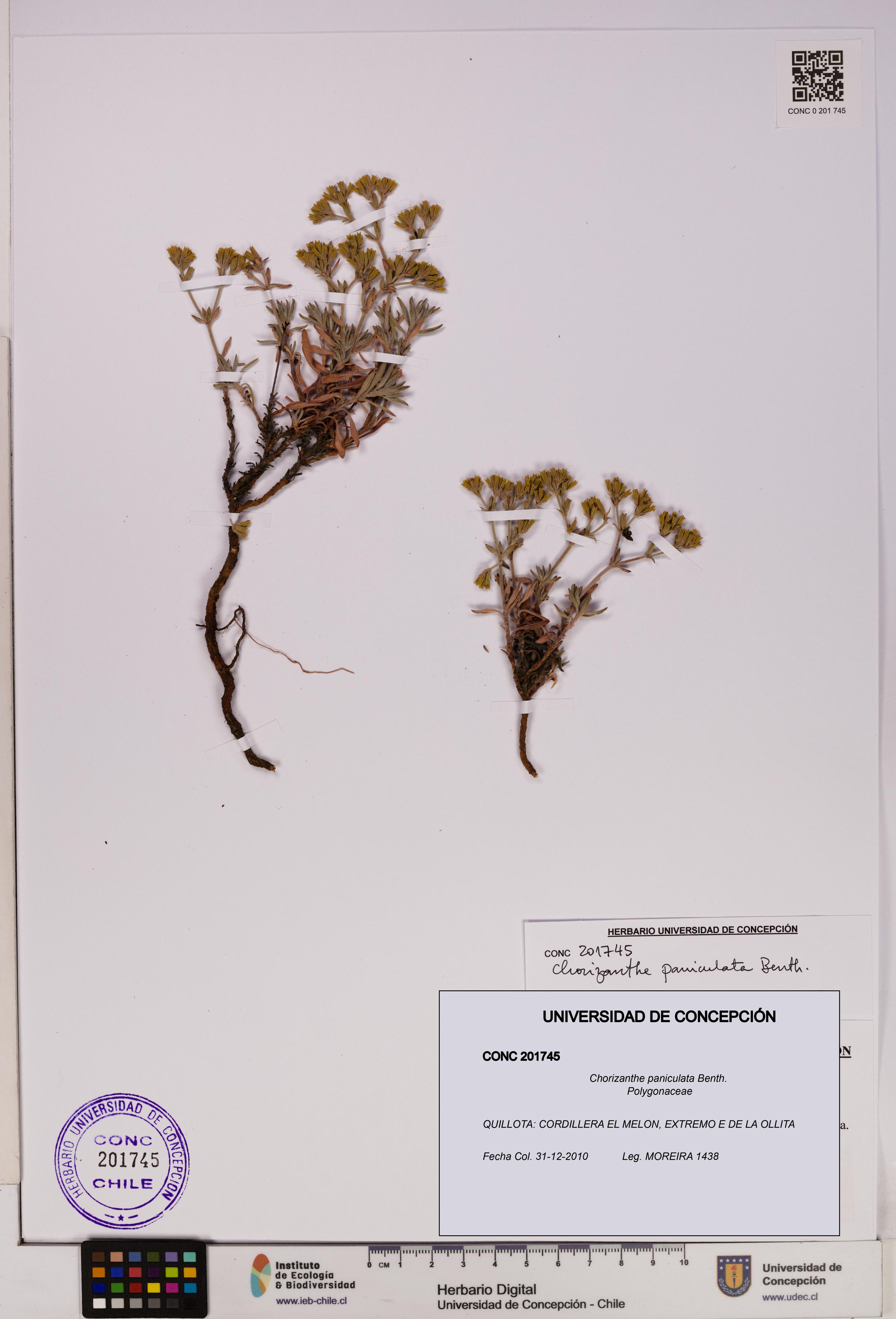 Chorizanthe paniculata [Espécimen: UDEC:CONC:0201745]