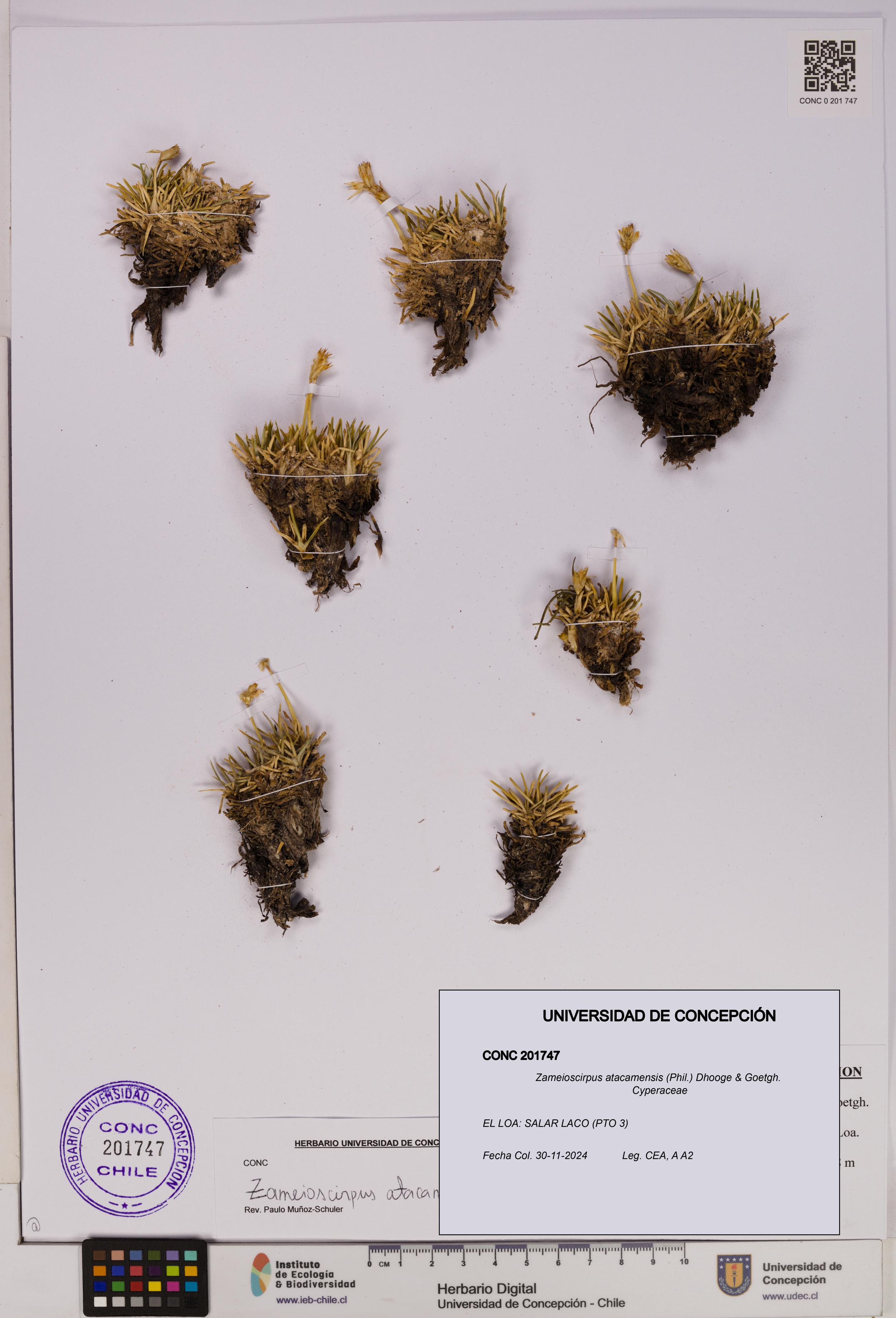 Zameioscirpus atacamensis [Espécimen: UDEC:CONC:0201747]